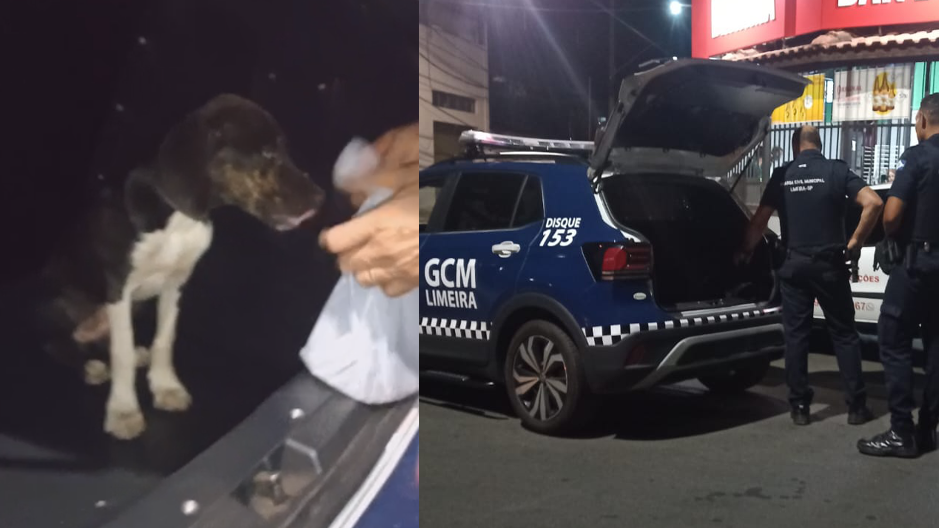 Cachorro em estado de abandono é resgatado por GCMs no Belinha Ometto