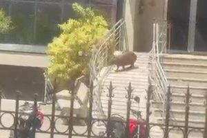 Capivara é vista em empresa no Centro de Limeira