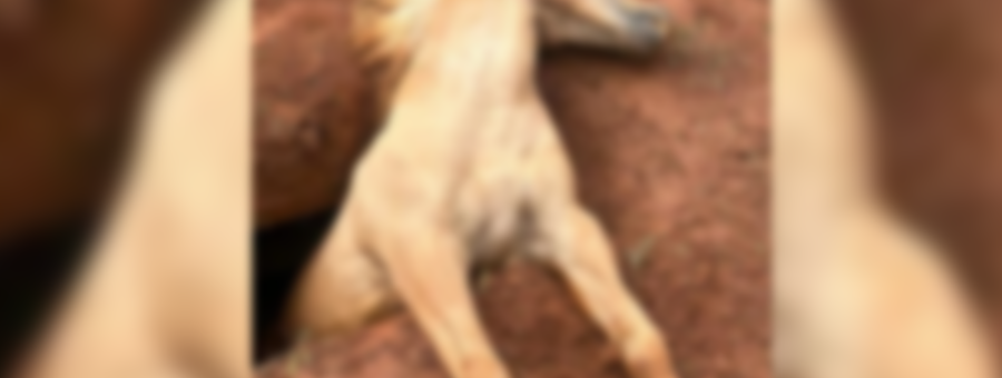 Cavalo morre ao cair em cova no Cemitério Parque, em Limeira