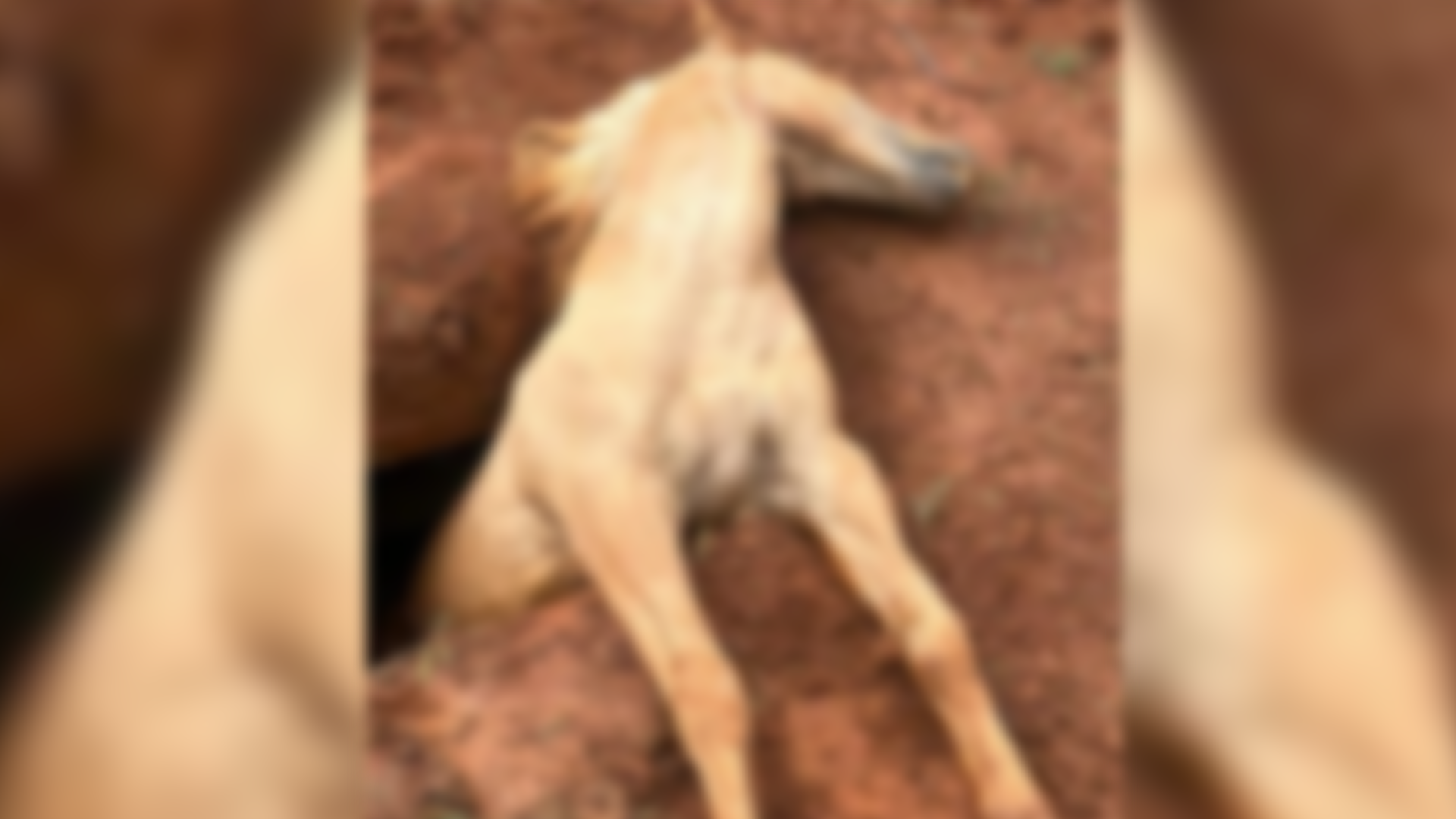 Cavalo morre ao cair em cova no Cemitério Parque, em Limeira