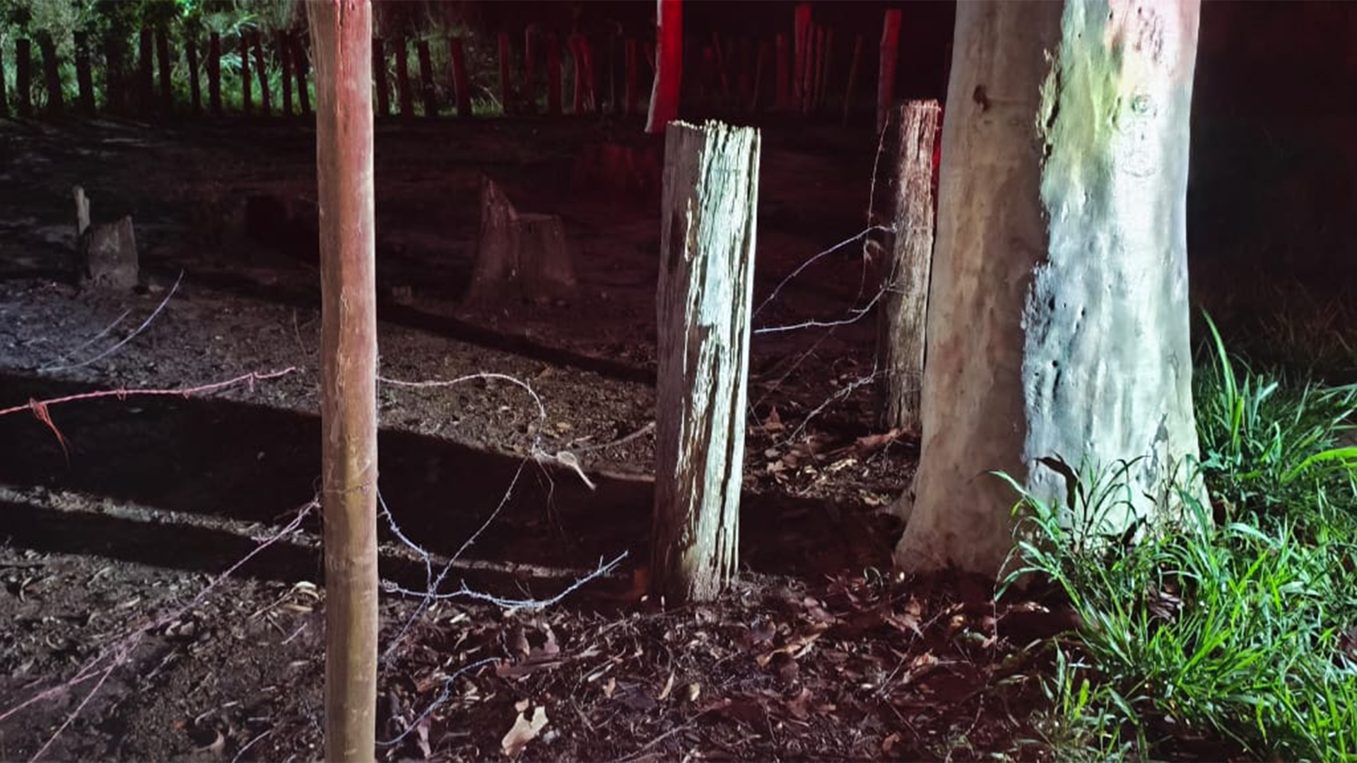 Cerca é cortada e égua é levada do Horto Florestal de Limeira