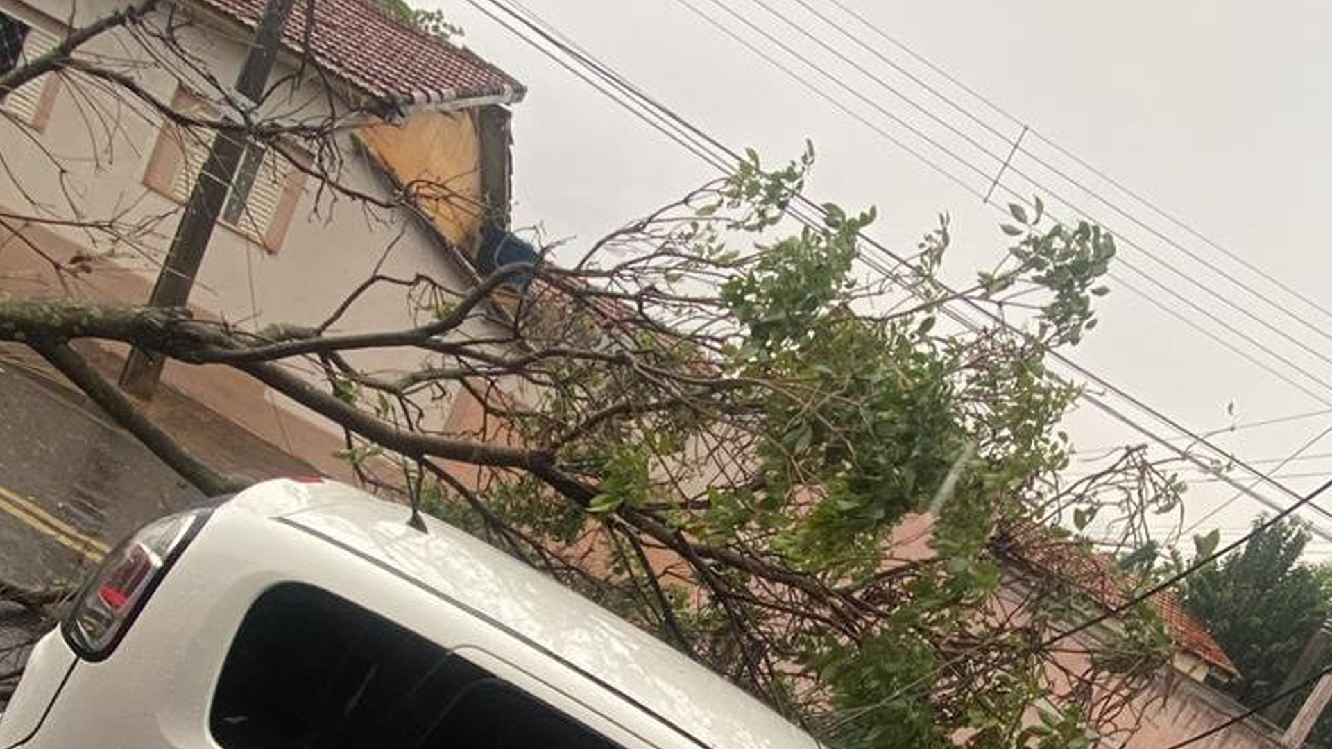 Temporal provoca 34 quedas de árvores e alagamentos em Limeira no fim de semana