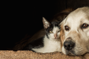 Alesp aprova sepultamento de cães e gatos em jazigos de família em todo o estado de SP