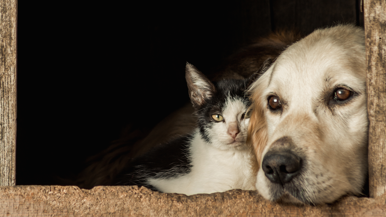 Alesp aprova sepultamento de cães e gatos em jazigos de família em todo o estado de SP