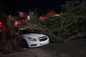 Árvore cai sobre carro estacionado no Jardim Nova Itália, em Limeira