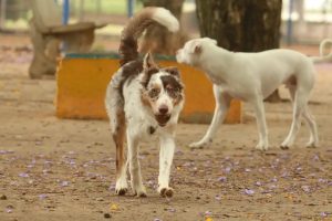 Brasil tem cerca de 30 milhões de animais domésticos abandonados