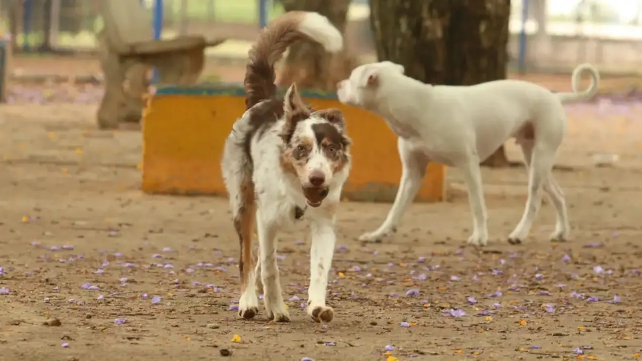 Brasil tem cerca de 30 milhões de animais domésticos abandonados