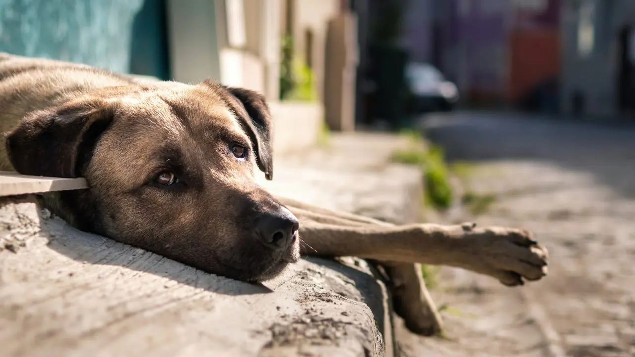 Campanha Dezembro Verde visa prevenir o abandono de animais