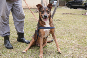 Campanha Natal Solidário dos Peludinhos busca doações para cães e gatos acolhidos pela Prefeitura