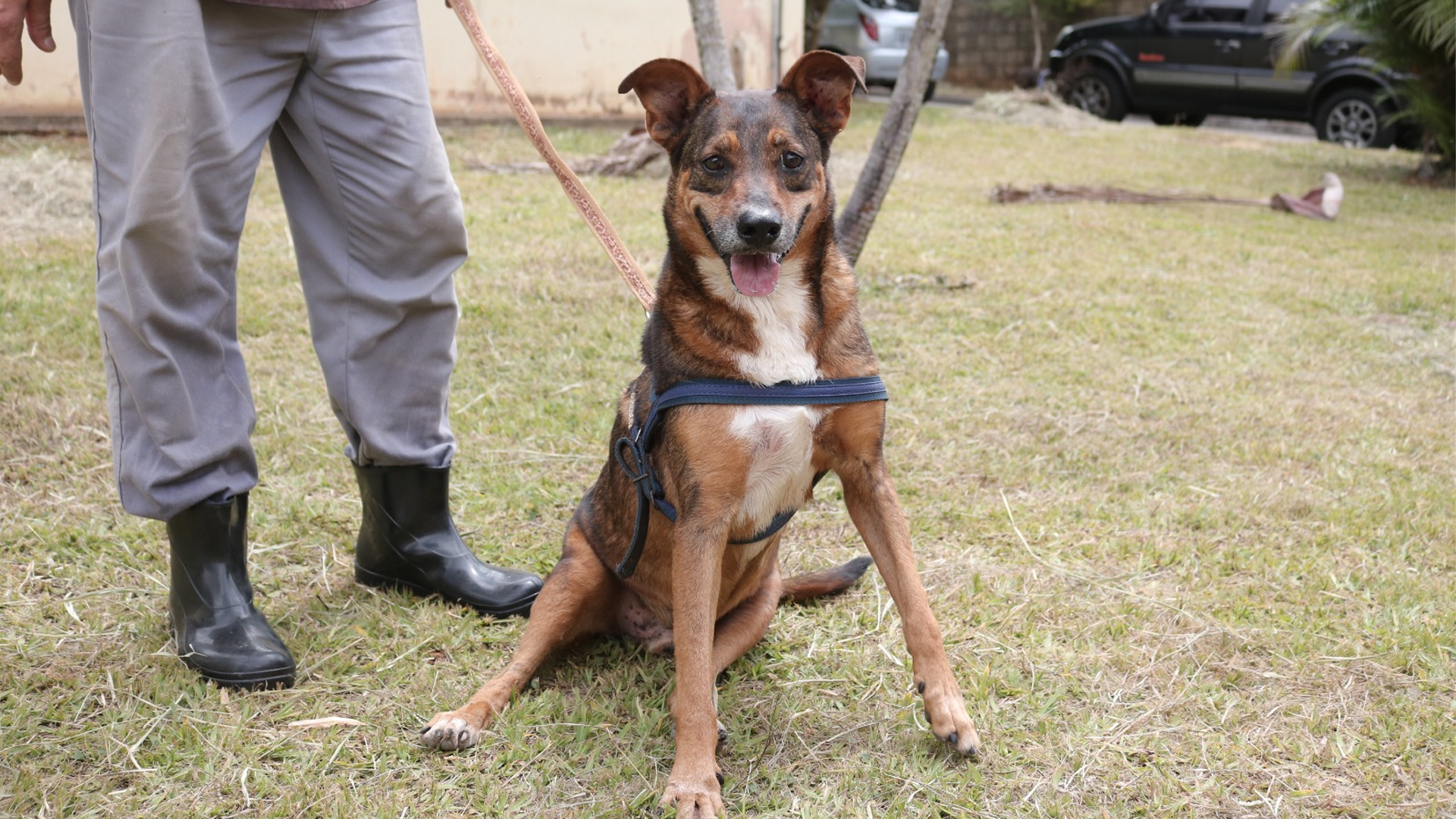 Campanha Natal Solidário dos Peludinhos busca doações para cães e gatos acolhidos pela Prefeitura