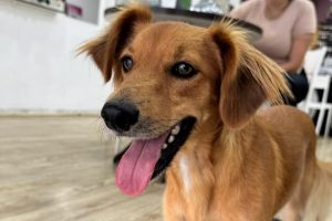 Cão é abandonado por motorista no Centro de Limeira