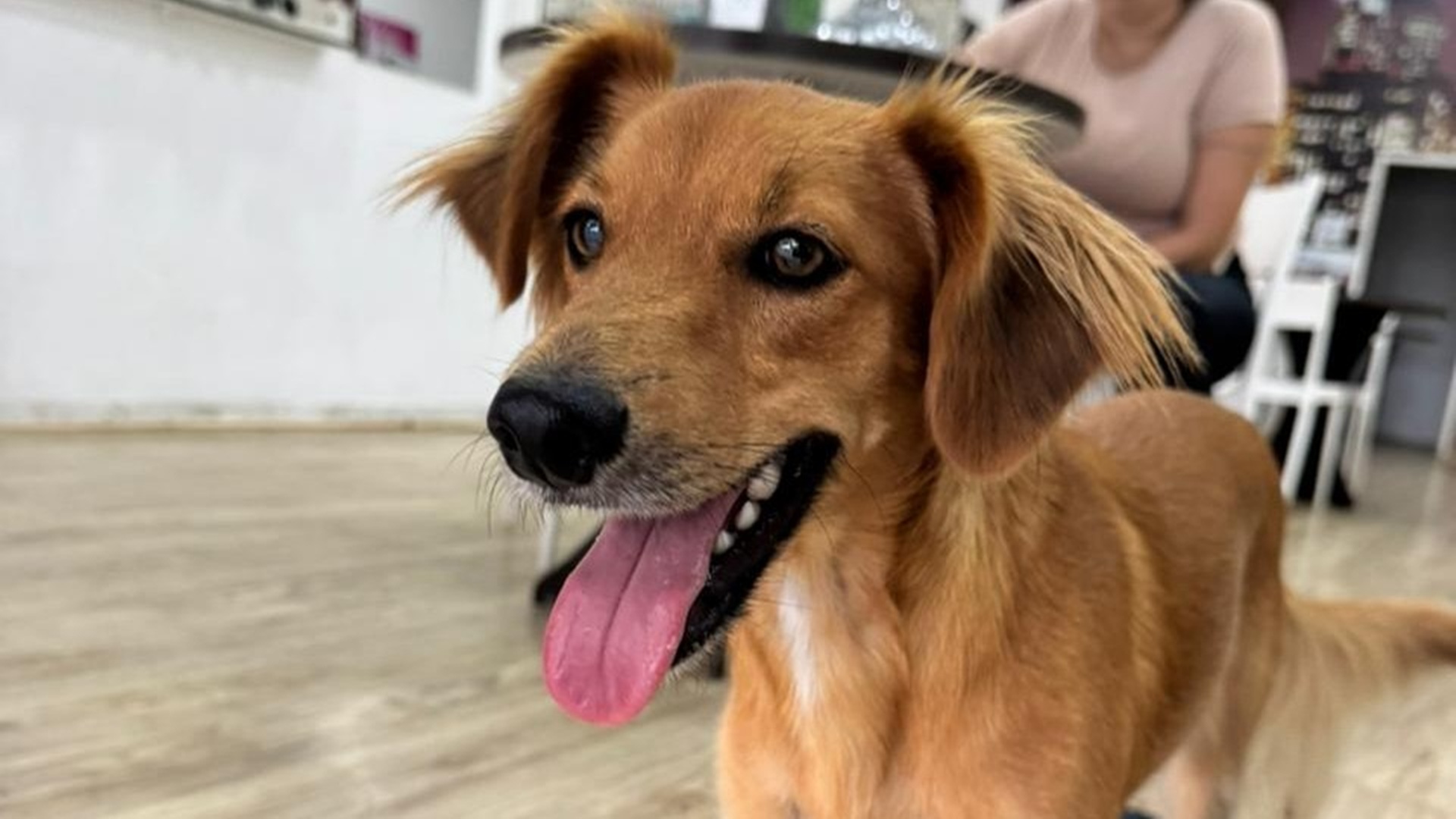 Cão é abandonado por motorista no Centro de Limeira