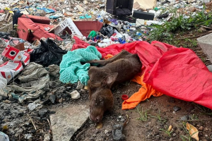 Cão morre após ser resgatado em meio ao lixo em área verde do Jd. Odécio Degan, em Limeira