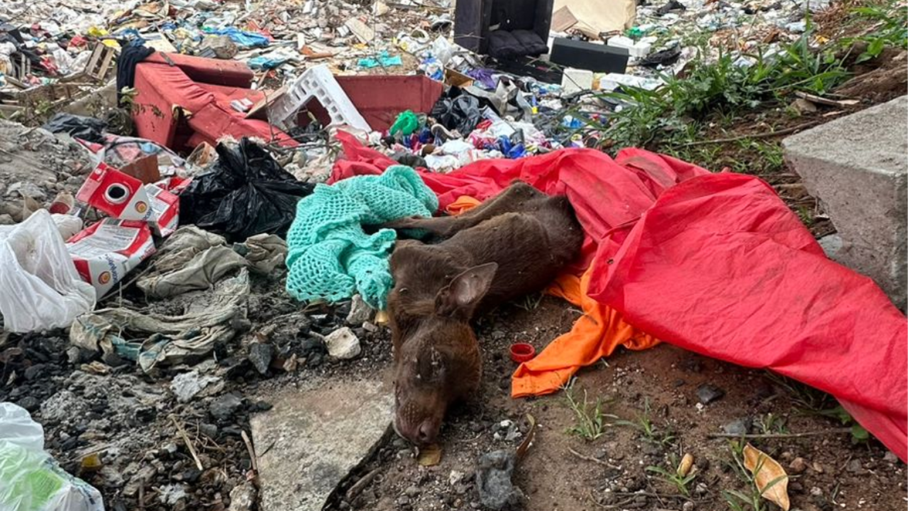 Cão morre após ser resgatado em meio ao lixo em área verde do Jd. Odécio Degan, em Limeira