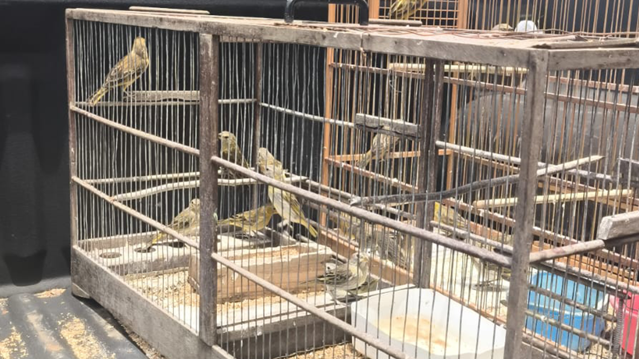 Dois casos de criação ilegal de pássaros são flagrados pela GCM em Limeira