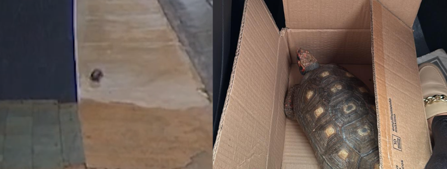 Fred, a tartaruga fujona, é localizada após uma semana de buscas em Limeira