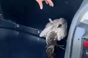 GCM resgata ave silvestre ferida no Bosque Maria Thereza