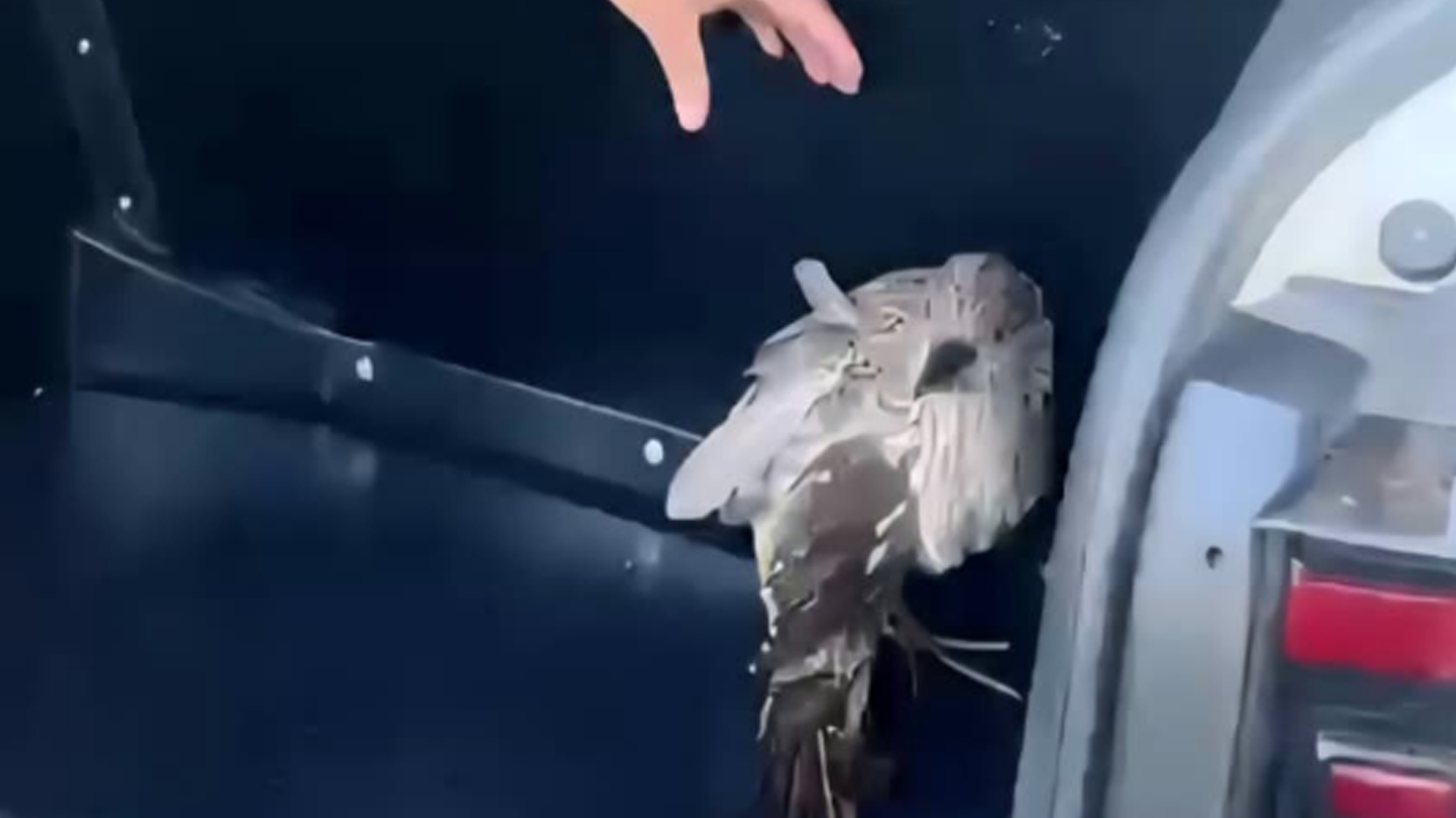 GCM resgata ave silvestre ferida no Bosque Maria Thereza