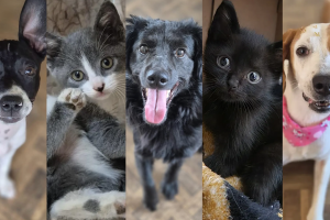 GPAC Limeira promove rifa beneficente para manter atendimentos a animais resgatados