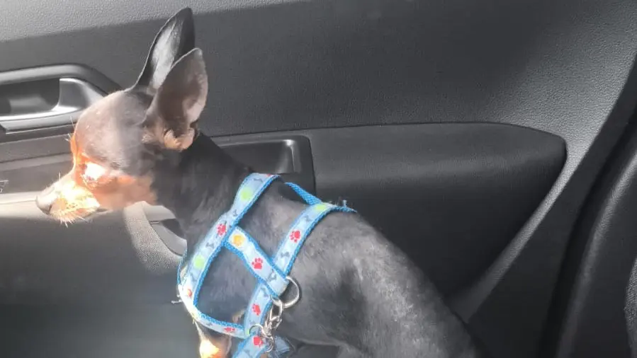 Mulher é detida pela GCM após pendurar cachorro em placa de sinalização em Limeira