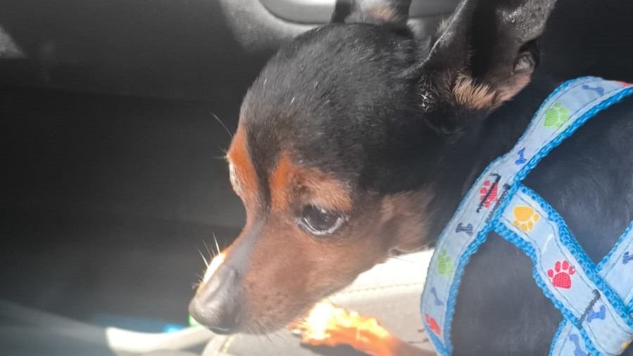 O cachorro, da raça pinscher, estava levemente desidratado e desnutrido