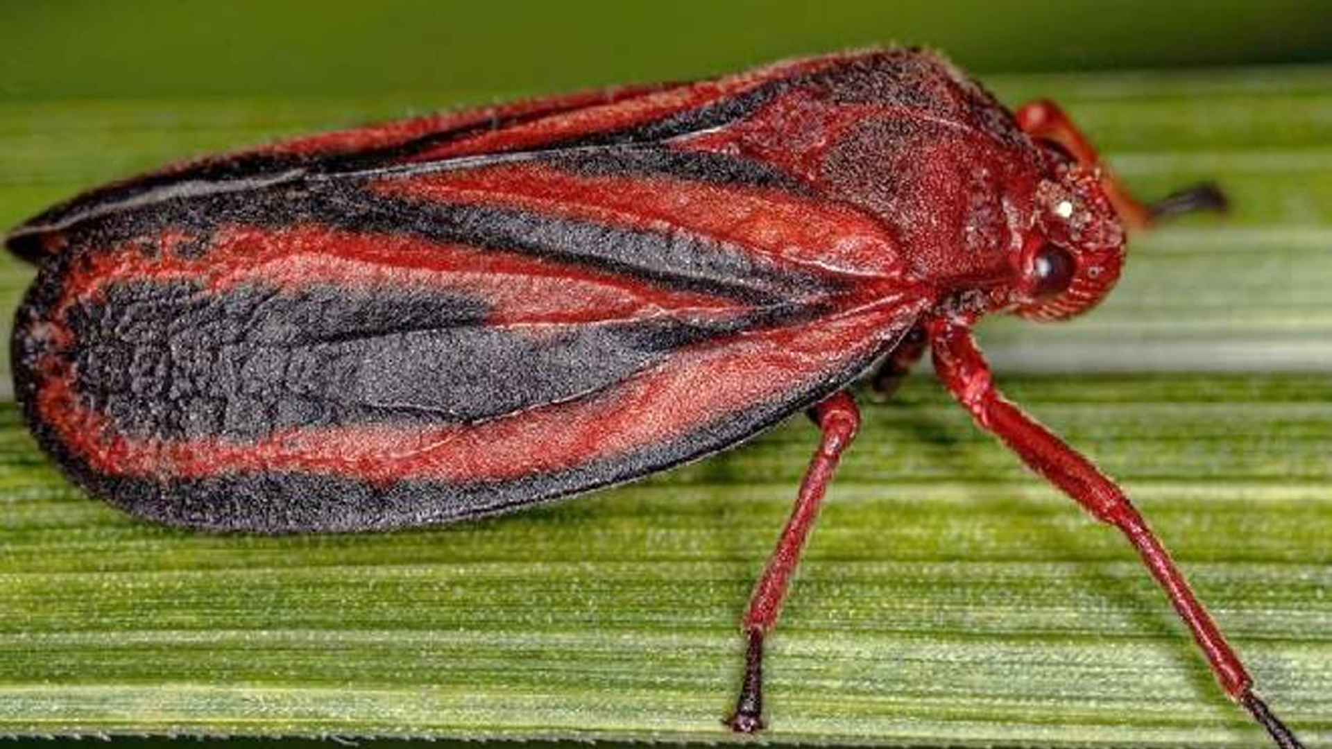 Pesquisa identifica nova espécie de inseto que ataca lavouras de cana-de-açúcar