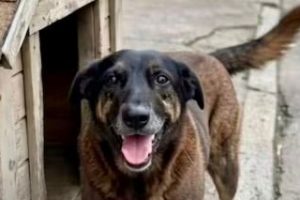 Adolescentes suspeitos de matar o cão Orelha voltam ao Brasil