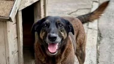 Adolescentes suspeitos de matar o cão Orelha voltam ao Brasil