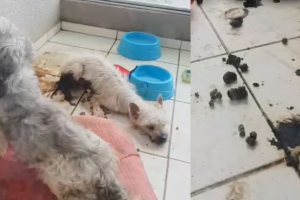 Cães são resgatados em apartamento após vizinhos sentirem mau cheiro em condomínio de Limeira