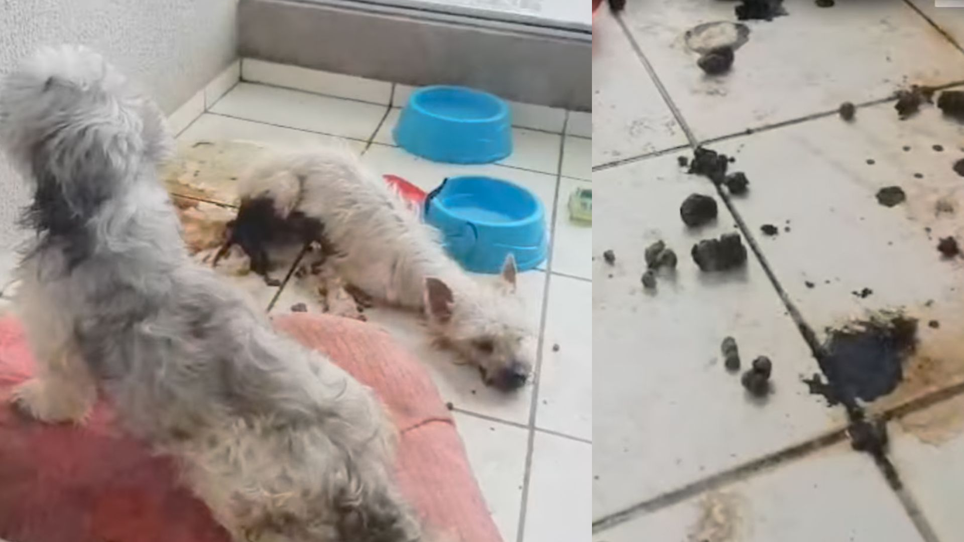 Cães são resgatados em apartamento após vizinhos sentirem mau cheiro em condomínio de Limeira