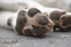 Cão é submetido à eutanásia após ser encontrado em estado grave em Engenheiro Coelho