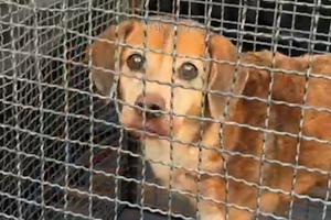 Cão ferido é resgatado em área de mata no Jd. Ricardo Levy, em Cordeirópolis