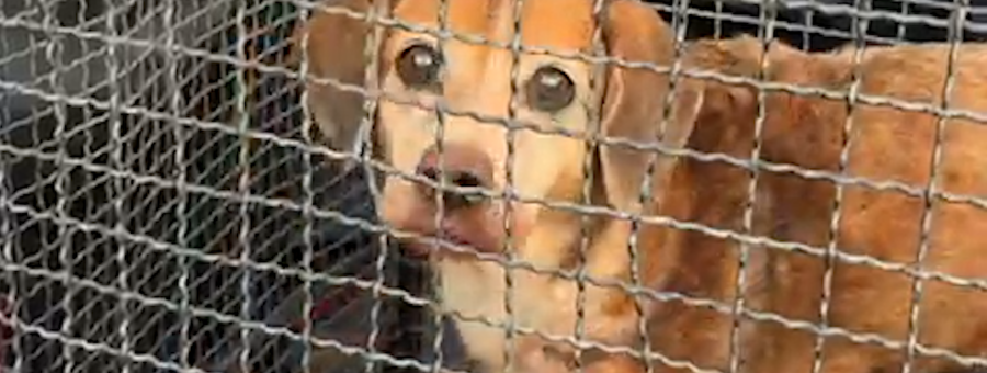 Cão ferido é resgatado em área de mata no Jd. Ricardo Levy, em Cordeirópolis