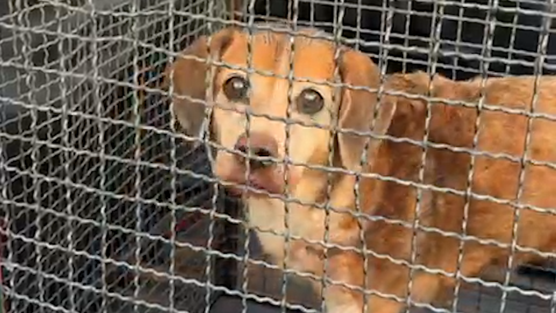 Cão ferido é resgatado em área de mata no Jd. Ricardo Levy, em Cordeirópolis