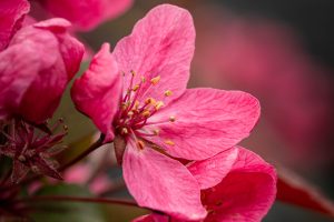 Closeup of plum blossom in a garden under the sunlight with a blurry background