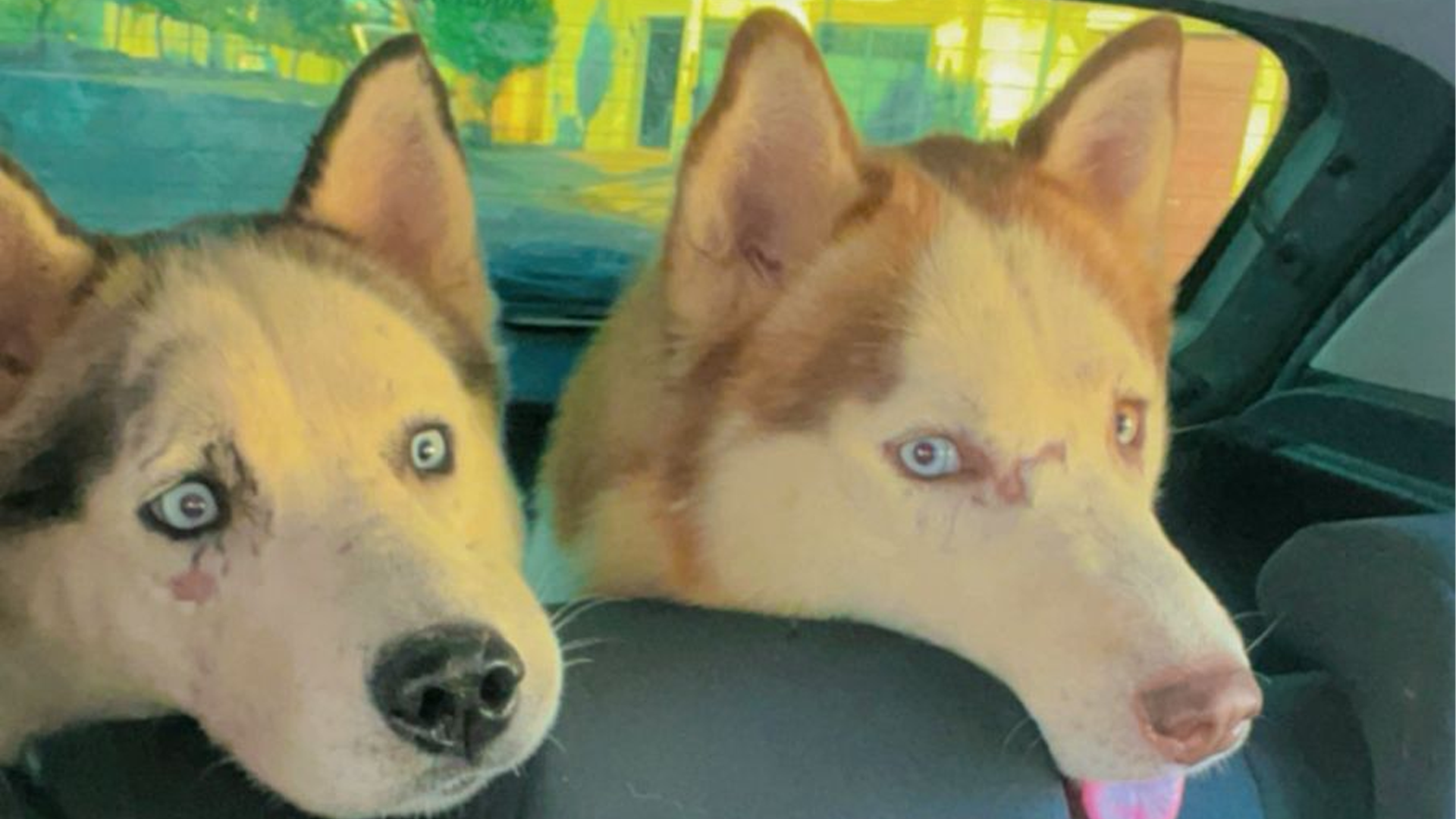 Família procura por Husky siberiano desaparecido em Limeira