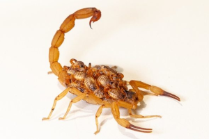 Governo de SP alerta sobre maior risco de aparecimento de escorpiões no verão