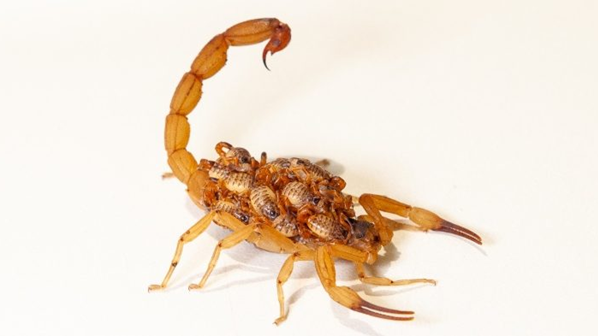 Governo de SP alerta sobre maior risco de aparecimento de escorpiões no verão