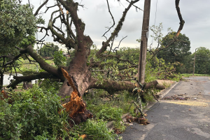 Limeira tem mais de 30 árvores caídas após temporal; chuva foi de 55mm