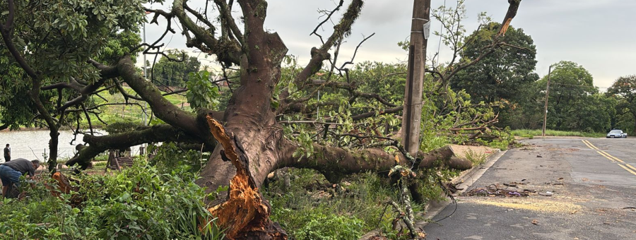 Limeira tem mais de 30 árvores caídas após temporal; chuva foi de 55mm