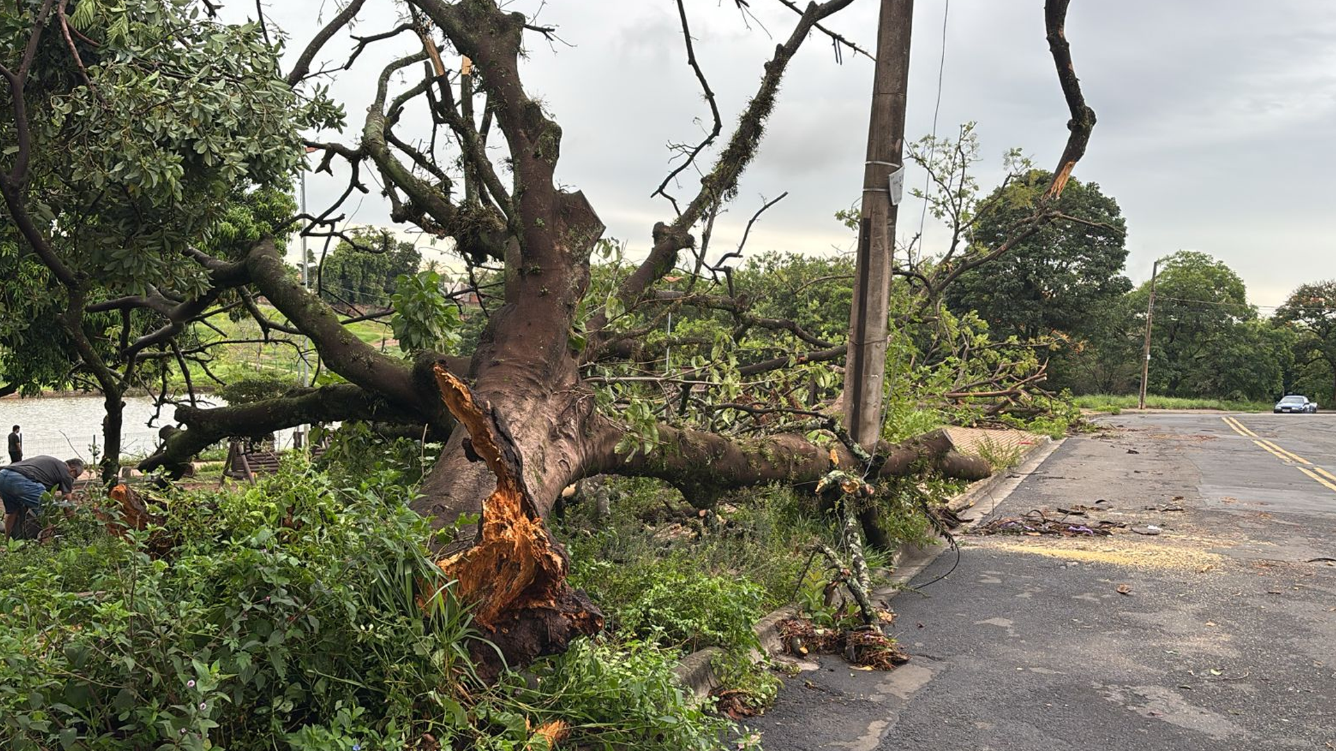 Limeira tem mais de 30 árvores caídas após temporal; chuva foi de 55mm
