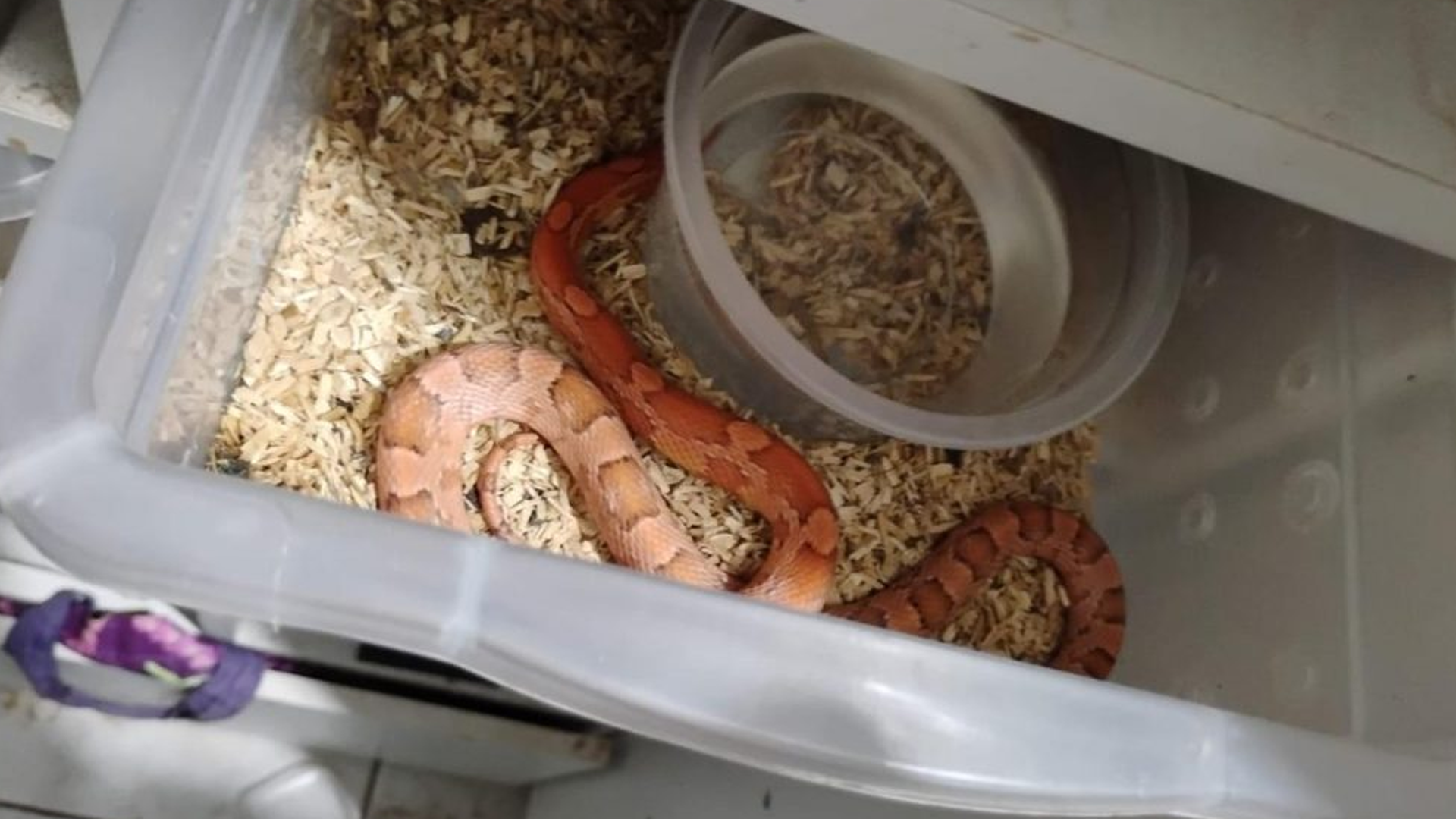 Operação Corn Snake apreende cobras e ovos enviados ilegalmente pelos Correios em SP
