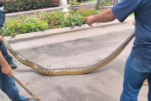 Sucuri é encontrada dentro de viveiro em cerâmica de Cordeirópolis