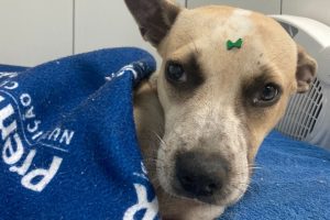 Cachorro atropelado passa por cirurgia de emergência e voluntários buscam tutor responsável