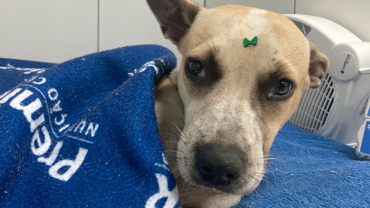 Cachorro atropelado passa por cirurgia de emergência e voluntários buscam tutor responsável