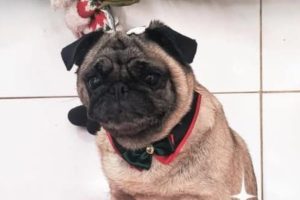 Cadela desaparece no bairro Regina Bastele e tutora pede ajuda