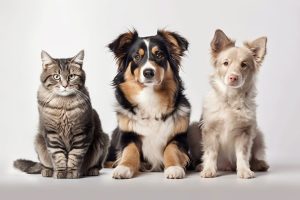 Após sanção de lei, Bom Pastor oferecerá sepultamento de pets