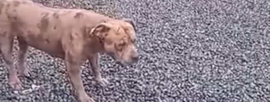 Caso Rugal polícia investiga morte de pitbull em Limeira