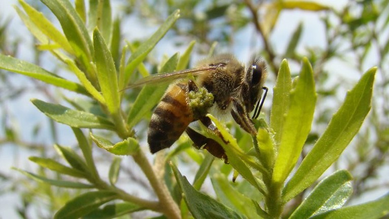 Compostos de própolis verde mostram potencial contra doenças neurodegenerativas