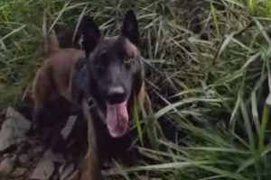 Cão Bono localiza drogas enterradas em área de mata no Jd. Ouro Branco